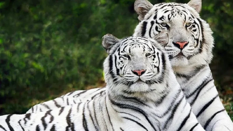 White Tiger In Bandhavgarh National Park