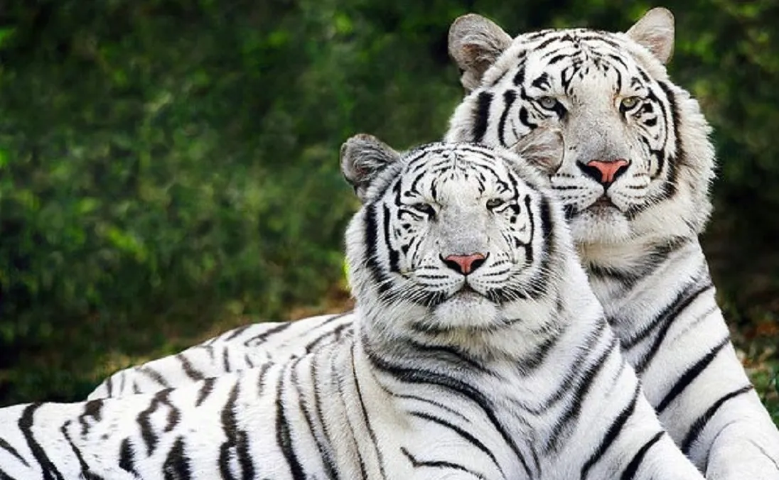 White Tiger In Bandhavgarh National Park