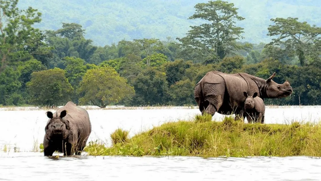 Best Time to Visit Kaziranga National Park