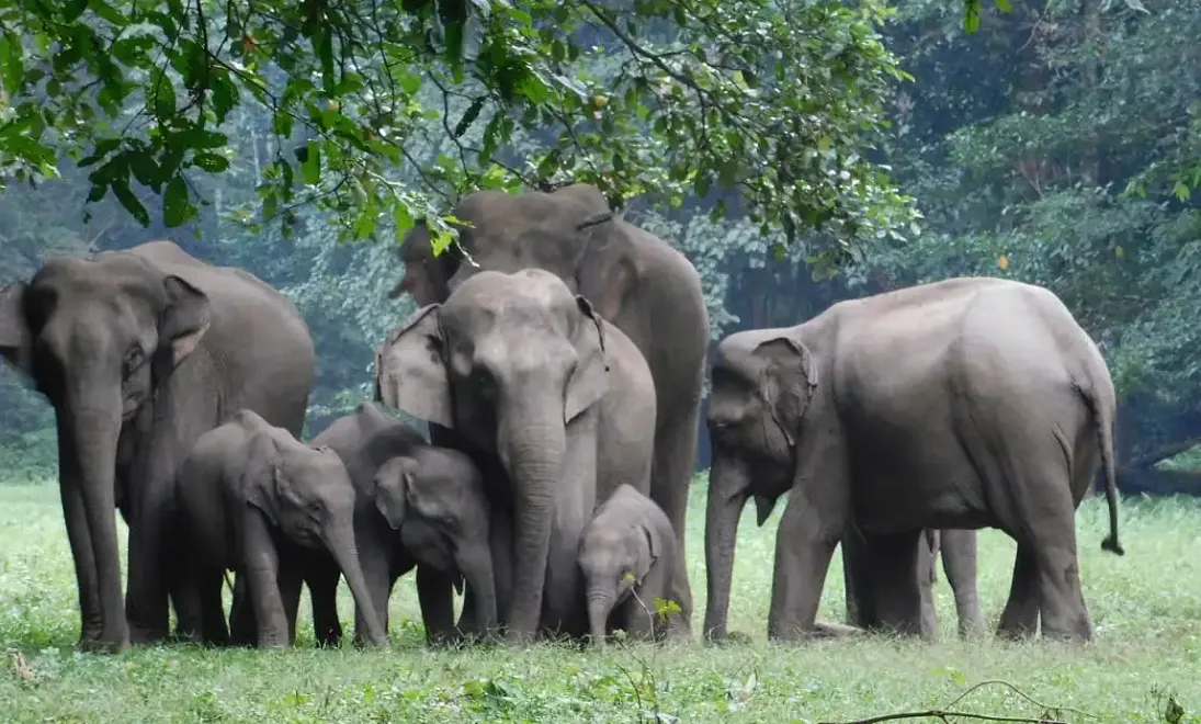 Resorts in Mudumalai National Park