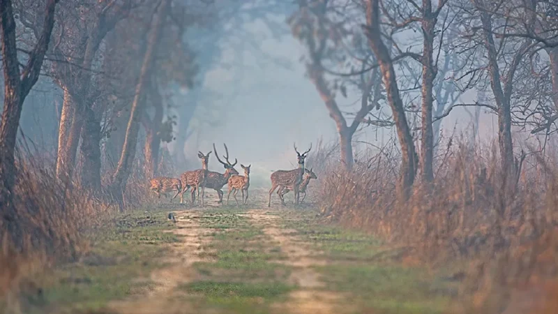 National Parks in Uttar Pradesh- उत्तर प्रदेश में स्थित नैशनल पार्क की जानकारी