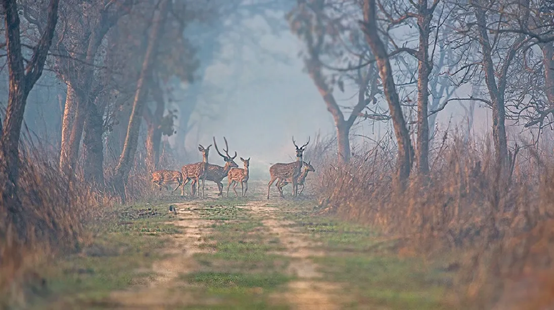 Dudhwa National Park Timings