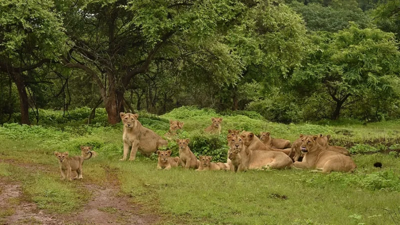 Gir National Park Jungle Safari Booking