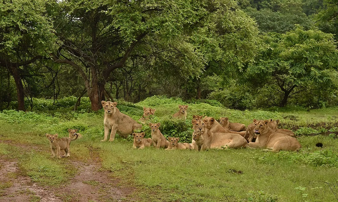 Gir National Park Jungle Safari Booking