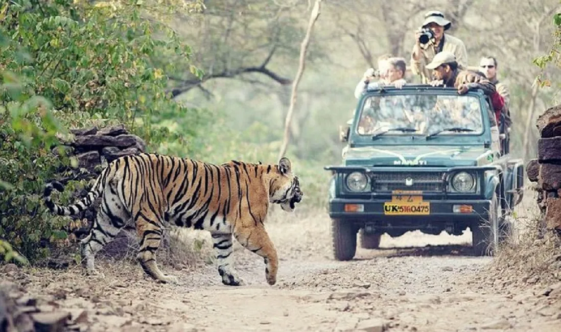 Safari at Rajaji National Park: A Wildlife Adventure Like No Other