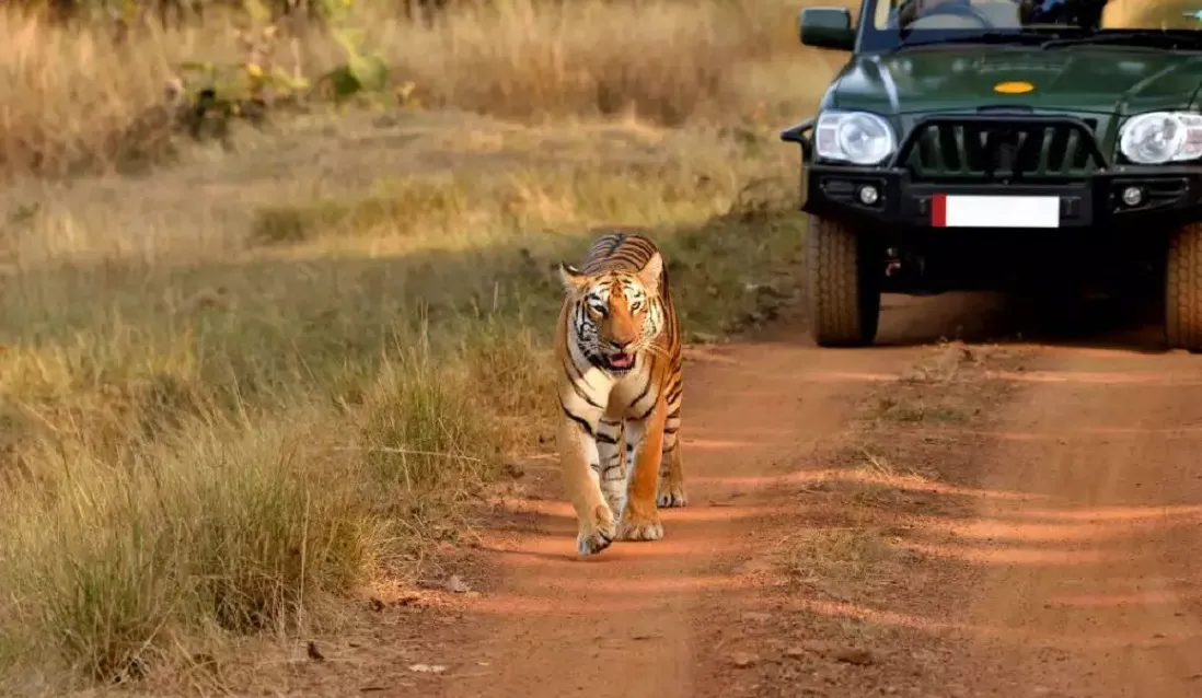 Jungle Safari in Jim Corbett National Park