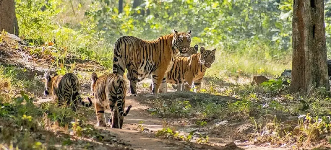 Jungle Safari in Satpura National Park