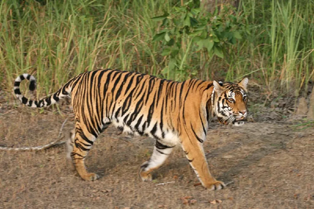 Kanha National Park Animals