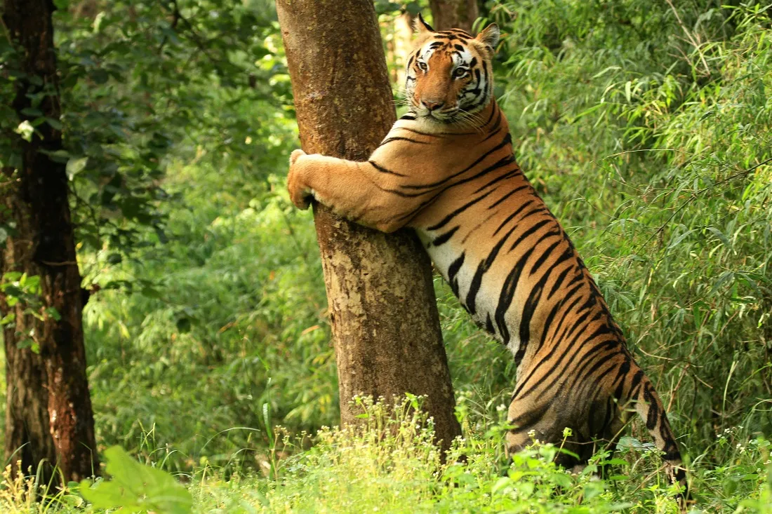 Kanha National Park is Located in?