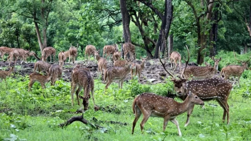 National Parks in Tamil Nadu: Unveiling the Untamed Beauty
