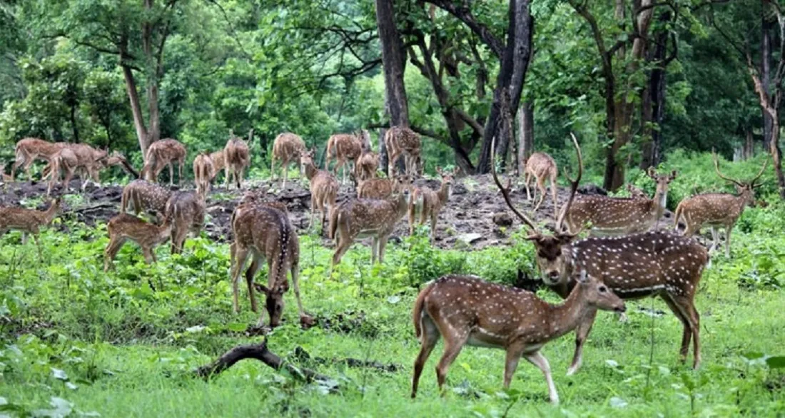 National Parks in Tamil Nadu: Unveiling the Untamed Beauty