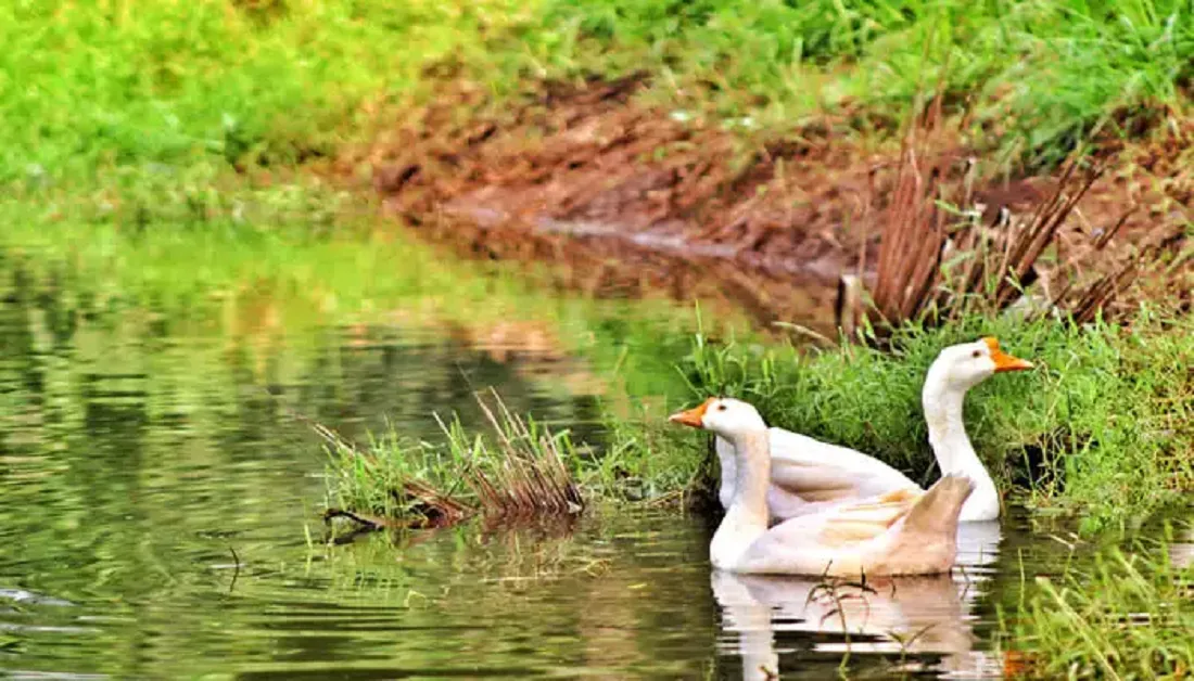 Wildlife Sanctuary in Andhra Pradesh