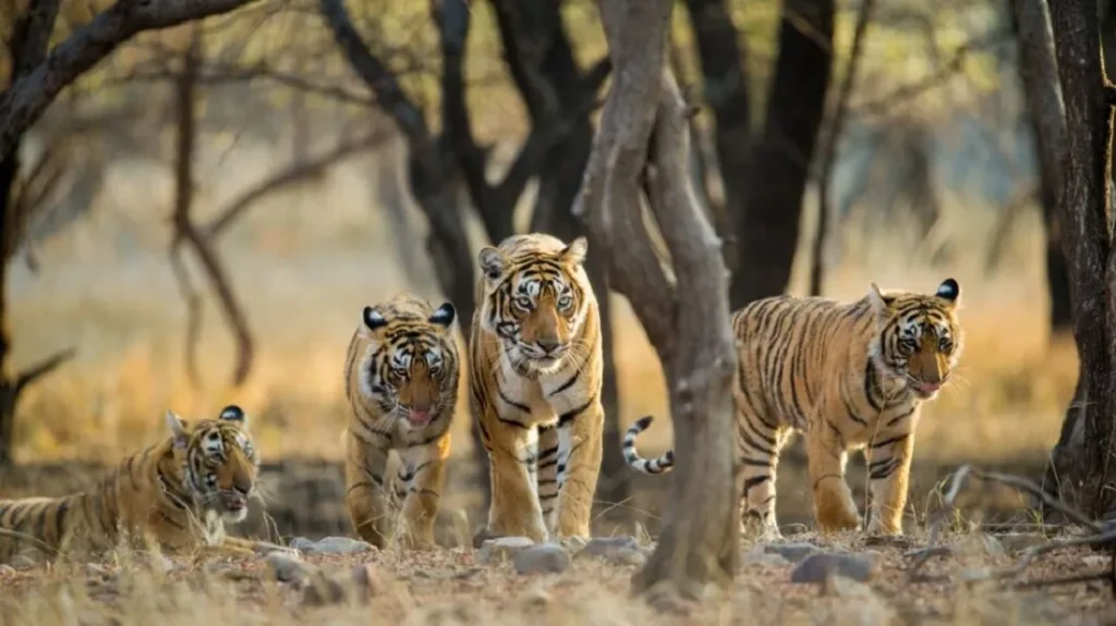 Wildlife Sanctuary in Arunachal Pradesh