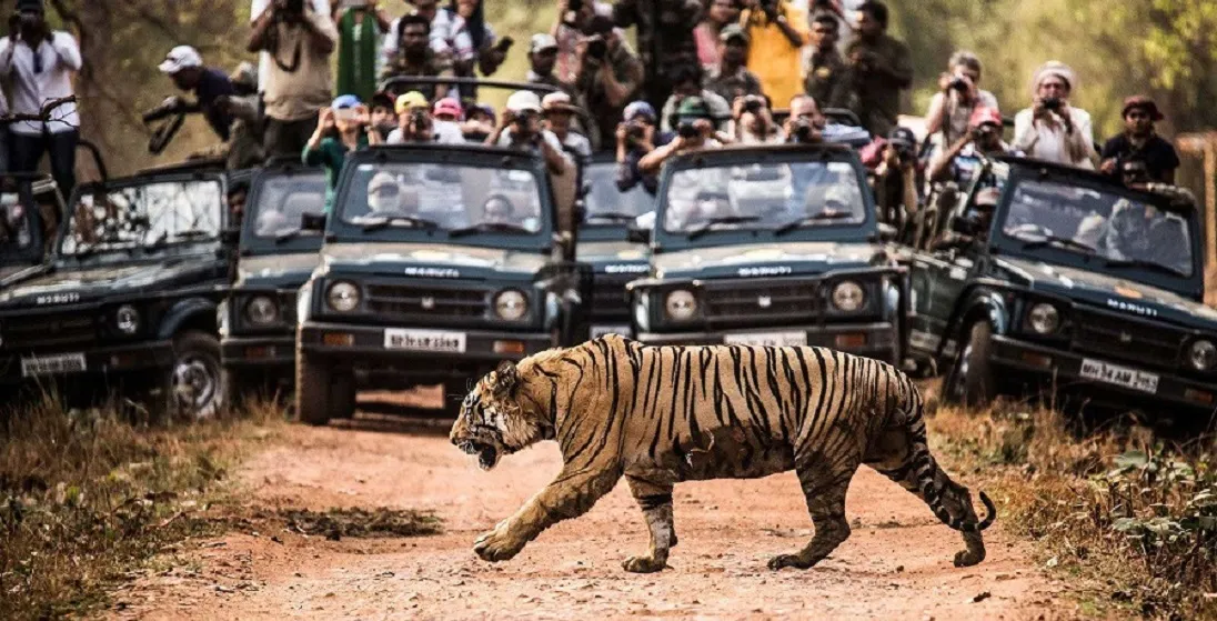 Kanha National Park Safari