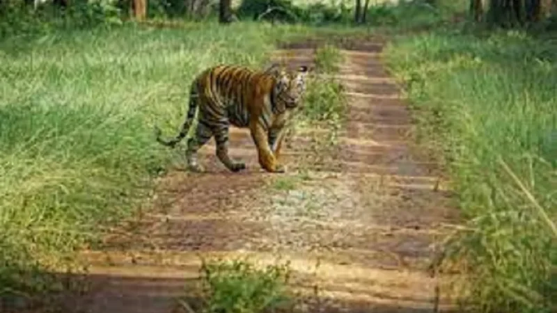 13 Best Wildlife Sanctuary in Chhattisgarh