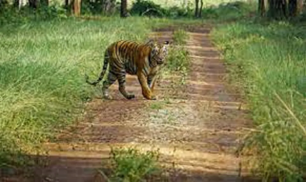 13 Best Wildlife Sanctuary in Chhattisgarh