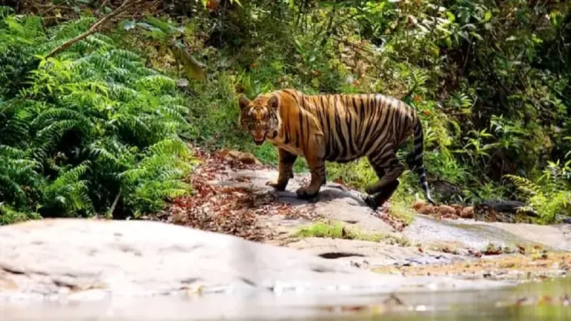 21 Best Wildlife Sanctuary in Kerala