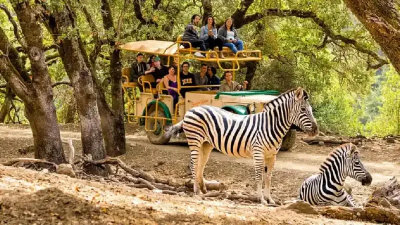 Best 20 Zoo in California