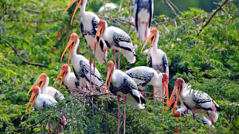Best 7 Wildlife Sanctuary Near Delhi