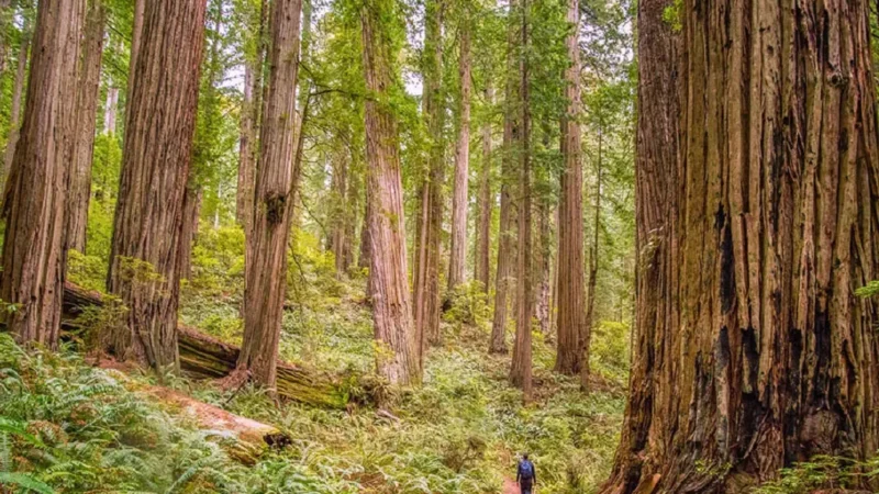 Best 8 State Parks in Northern California
