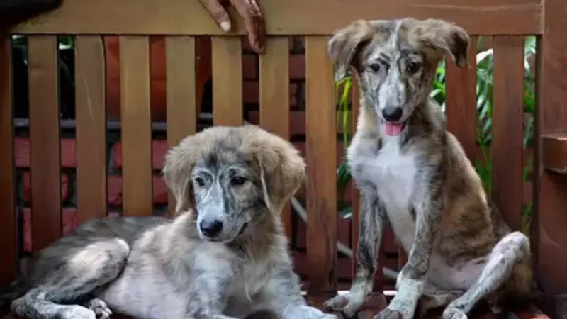 Dog Rescue in Delhi: Paws of Hope in the City