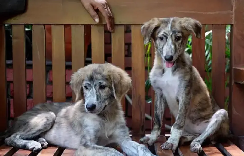 Dog Rescue in Delhi: Paws of Hope in the City