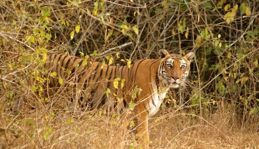 Jungle Safari in Bandipur National Park