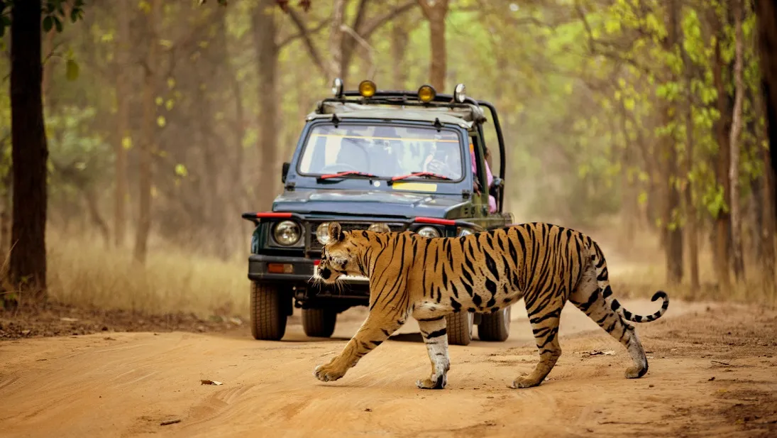 Jungle Safari in Dandeli