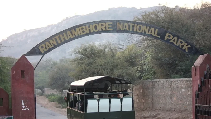 Jungle Safari in Ranthambore