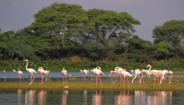 Top 15 Wildlife Sanctuary in Gujarat