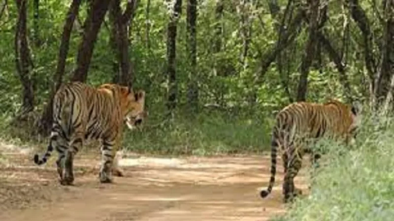 Top 15 Wildlife Sanctuary in Uttar Pradesh