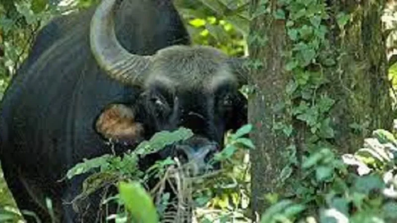 Top 15 Wildlife Sanctuary in West Bengal