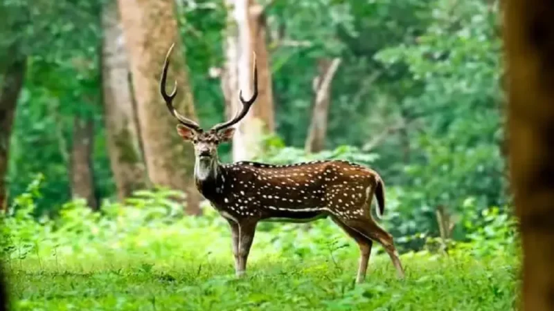 Top 7 Wildlife Sanctuary in Telangana