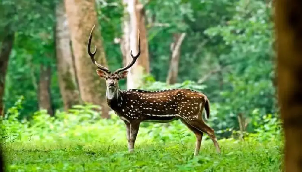 Top 7 Wildlife Sanctuary in Telangana