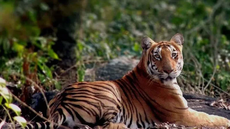 15 Best Wildlife Sanctuary in Tamil Nadu