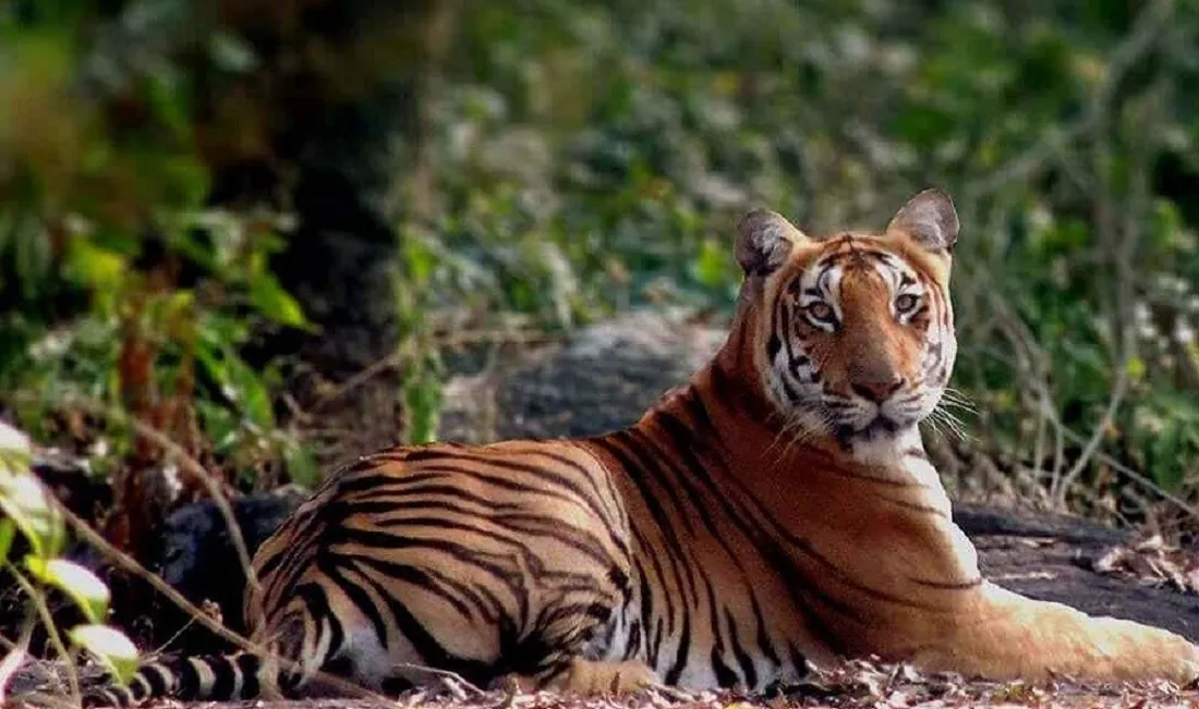 15 Best Wildlife Sanctuary in Tamil Nadu