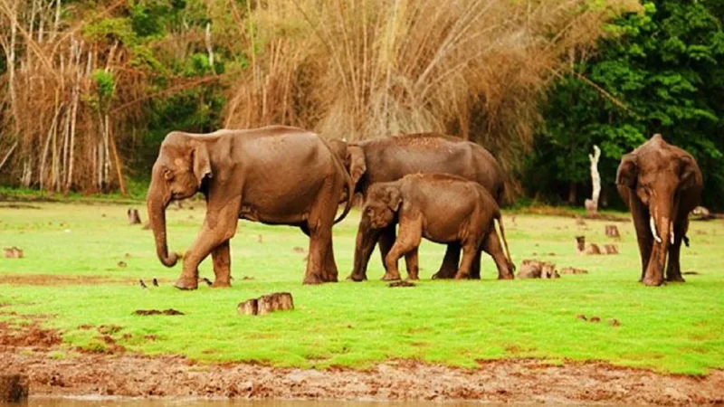 20 Best Wildlife Sanctuary in Karnataka