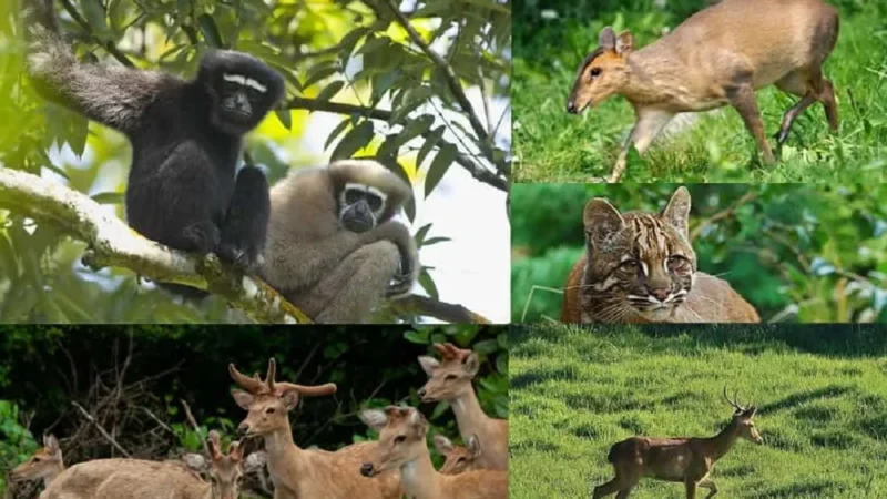 7 Best Wildlife Sanctuary in Manipur