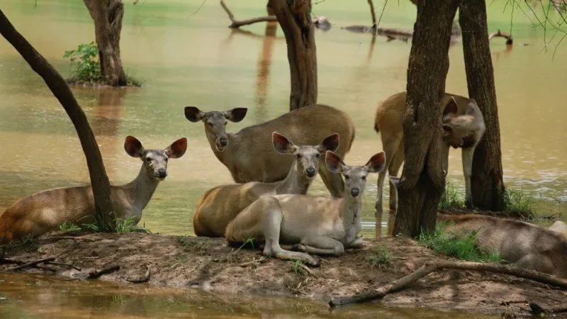 Best 15 Famous Wildlife Sanctuary in Rajasthan