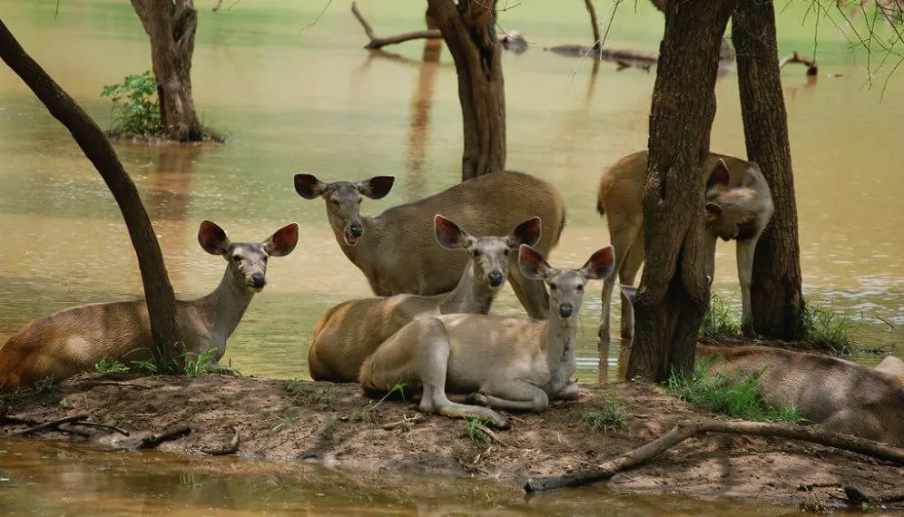 Best 15 Famous Wildlife Sanctuary in Rajasthan