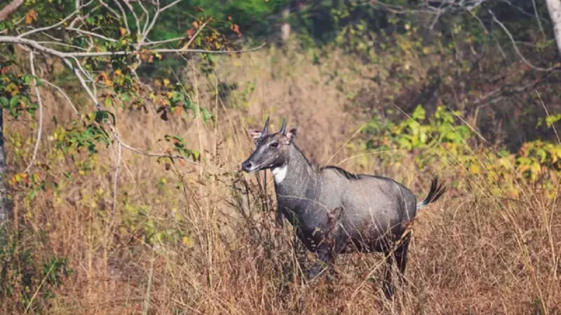 Top 15 Wildlife Sanctuary in Madhya Pradesh