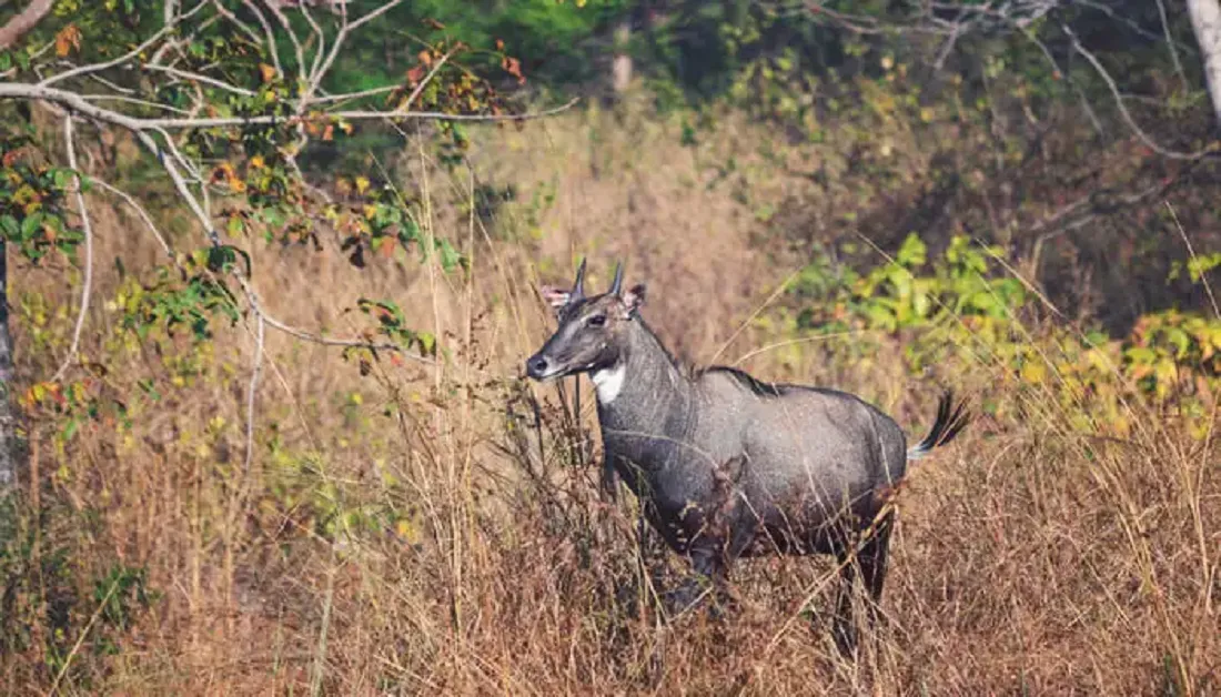 Top 15 Wildlife Sanctuary in Madhya Pradesh