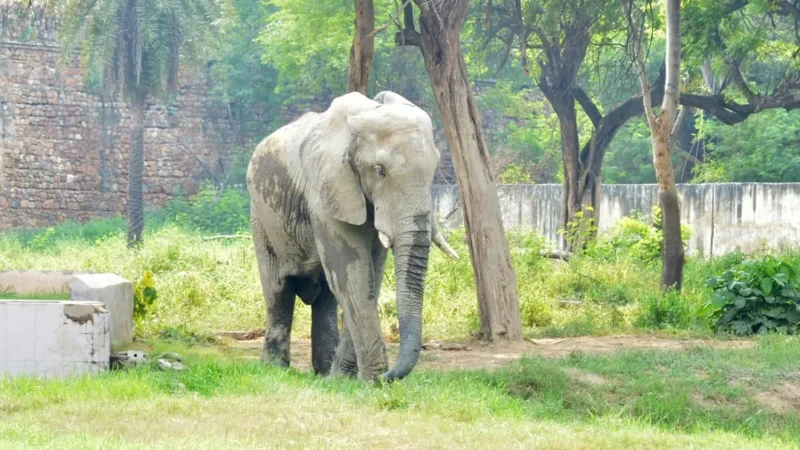 Zoo in Delhi – National Zoological Park Delhi | Timings, Tickets and Wildlife