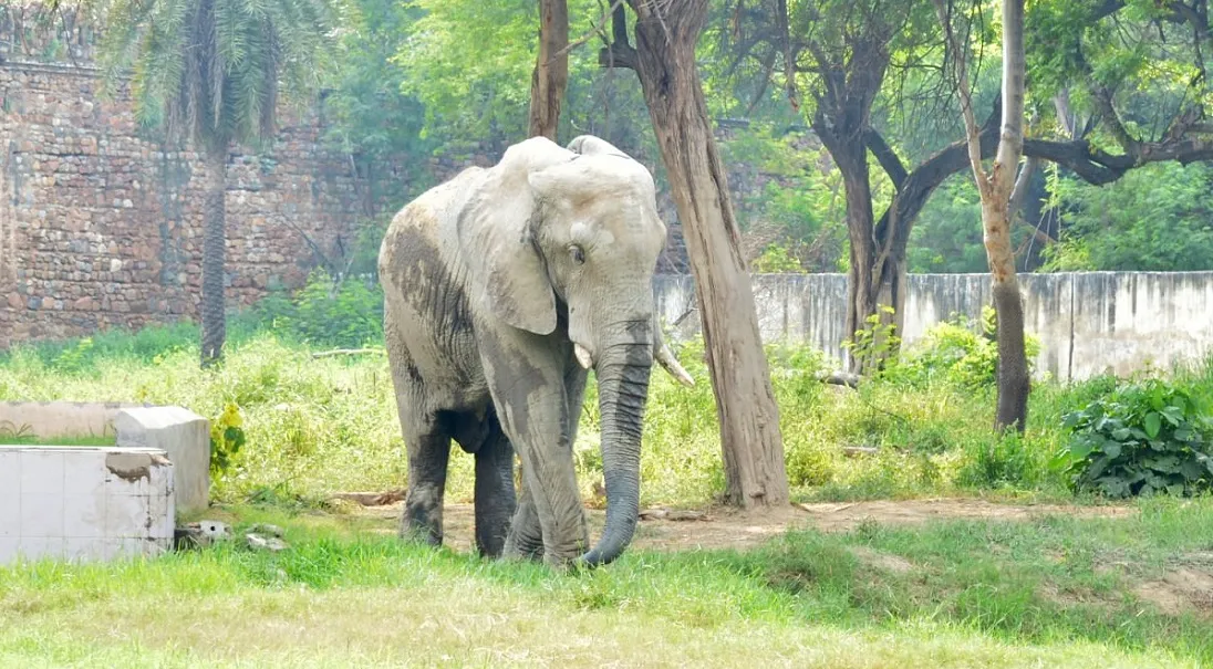 Zoo in Delhi – National Zoological Park Delhi | Timings, Tickets and Wildlife