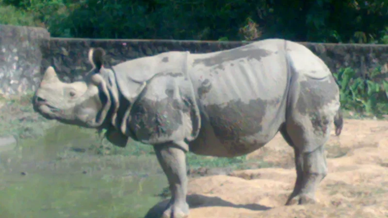 Zoo in Guwahati – Assam State Zoo cum Botanical Garden | Timing, Ticket, Wildlife and Fun Activities