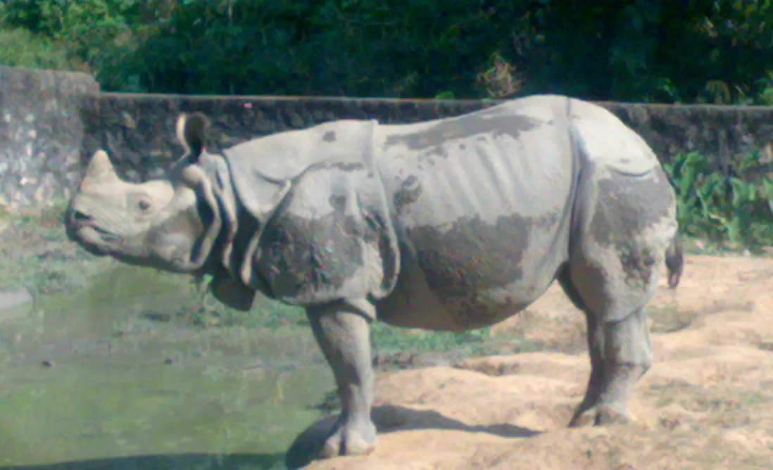 Zoo in Guwahati – Assam State Zoo cum Botanical Garden | Timing, Ticket, Wildlife and Fun Activities