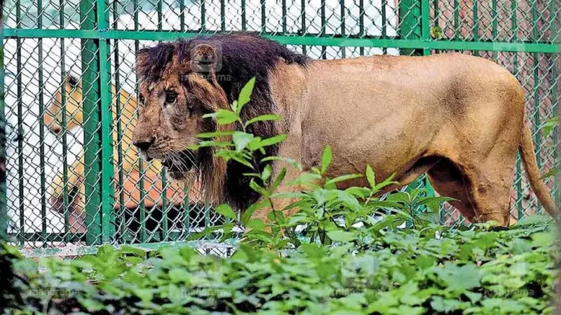 Zoo in Thiruvananthapuram – Timing, Ticket, Animals and Fun Activities