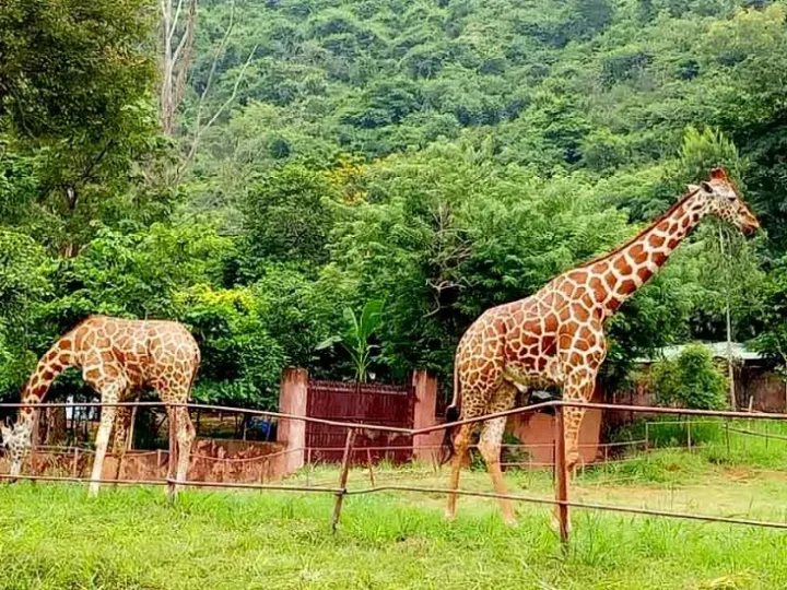 Zoo in Vizag: Indira Gandhi Zoological Park Timings, Animals, Entry Fee, Location)