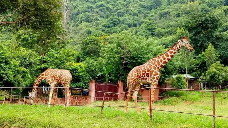 Zoo in Vizag: Indira Gandhi Zoological Park Timings, Animals, Entry Fee, Location)