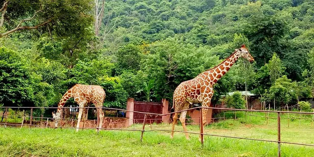 Zoo in Vizag: Indira Gandhi Zoological Park Timings, Animals, Entry Fee, Location)